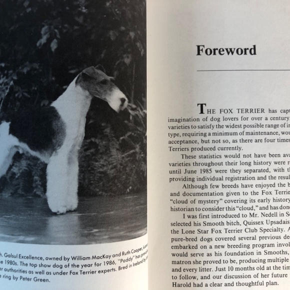 The New Fox Terriers By Harold Nedell - Picture 4 of 8